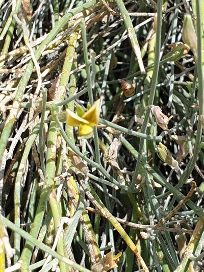 Crotalaria aegyptiaca, photographed by Jacky Judas