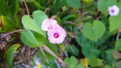 Ipomoea littoralis, photographed by Dana Lee Ling