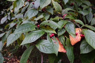 Cotoneaster bullatus, photographed by John Barkla