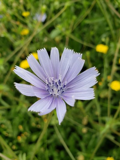 Cichorium endivia, photographed by Dan Killam