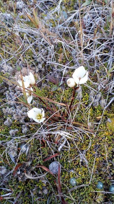 Gentianella serotina, photographed by Jenny Saito