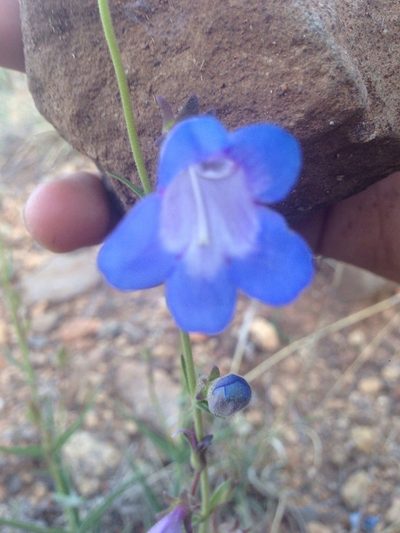 Penstemon dasyphyllus, photographed by Oscar C. González Martínez