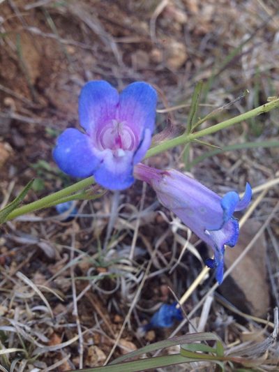 Penstemon dasyphyllus, photographed by Oscar C. González Martínez