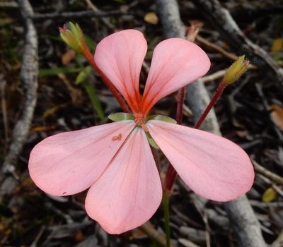 Pelargonium frutetorum, photographed by Henry de Lange