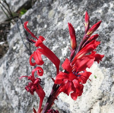 Tritoniopsis pulchra, photographed by linkie