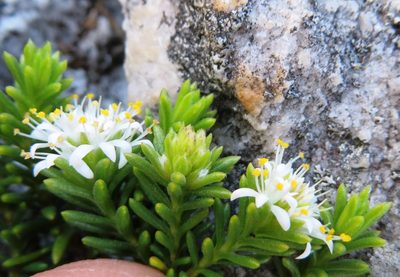 Stilbe rupestris, photographed by linkie