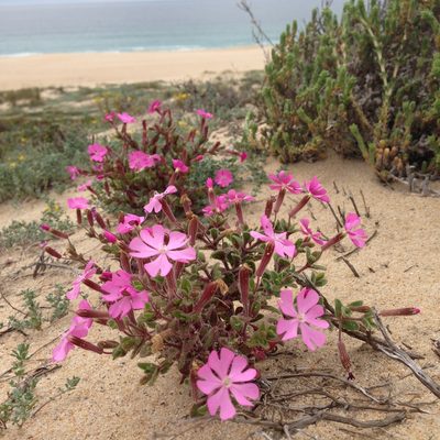 Silene littorea, photographed by Dag Endresen