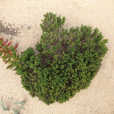 Thymus carnosus, photographed by Dag Endresen