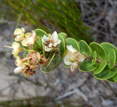 Eugenia capensis, photographed by Henry de Lange