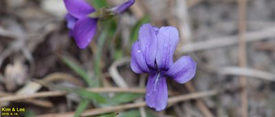 Viola philippica, photographed by Kim, Hyun-tae