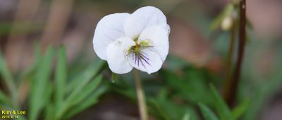 Viola chaerophylloides, photographed by Kim, Hyun-tae