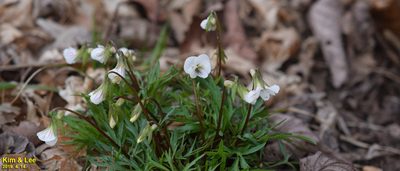Viola chaerophylloides, photographed by Kim, Hyun-tae