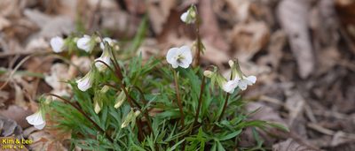 Viola chaerophylloides, photographed by Kim, Hyun-tae