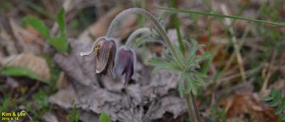 Pulsatilla cernua, photographed by Kim, Hyun-tae