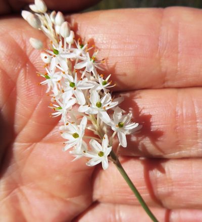 Bulbinella trinervis, photographed by linkie