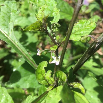 Solanum opacum, photographed by Jenny Christianson