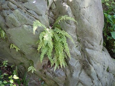 Asplenium incisum, photographed by Yoshihiro Tokue