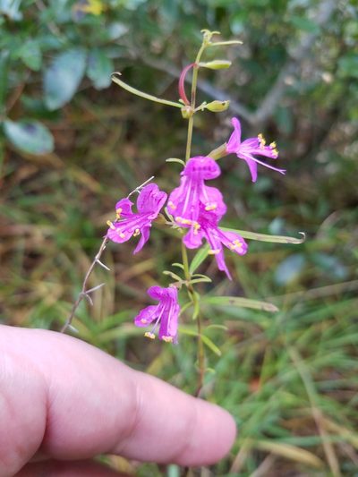 Dicerandra linearifolia, photographed by Leila Dasher