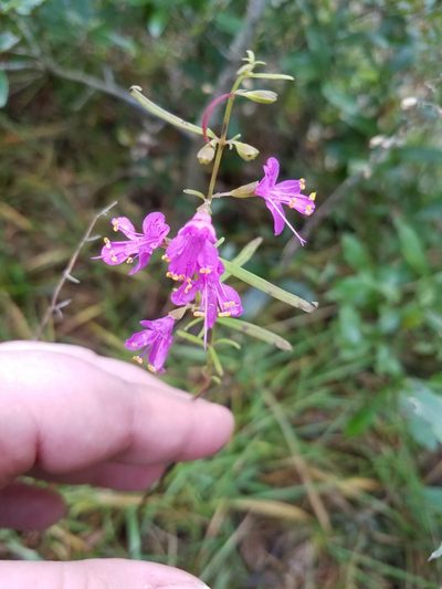 Dicerandra linearifolia, photographed by Leila Dasher