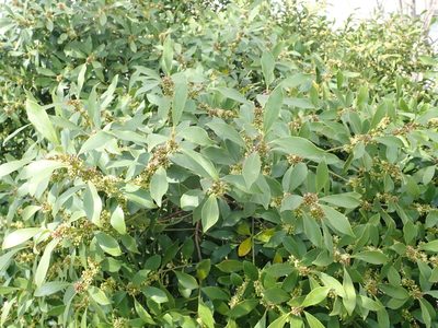 Ilex integra, photographed by Yoshihiro Tokue