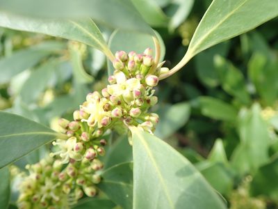 Ilex integra, photographed by Yoshihiro Tokue