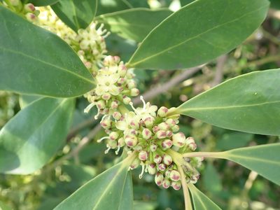 Ilex integra, photographed by Yoshihiro Tokue