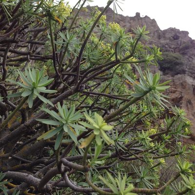 Euphorbia pedroi, photographed by Dag Endresen