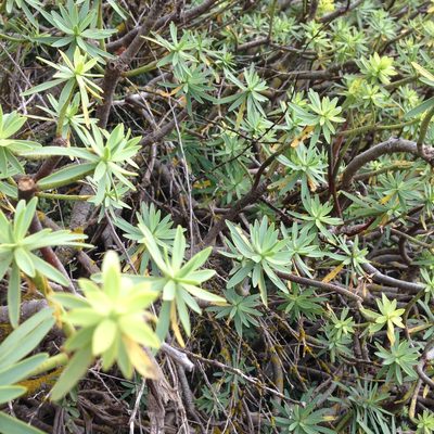 Euphorbia pedroi, photographed by Dag Endresen