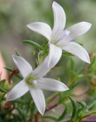 Wahlenbergia thunbergii, photographed by Nicola van Berkel
