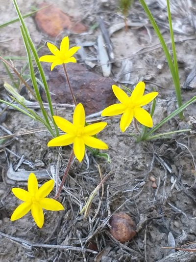 Hypoxis floccosa, photographed by kevin koen