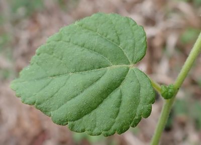 Acalypha capensis, photographed by Nicola van Berkel