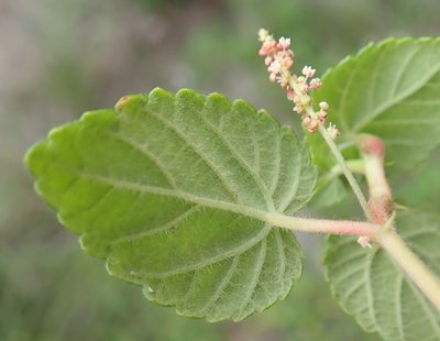Acalypha capensis, photographed by Nicola van Berkel