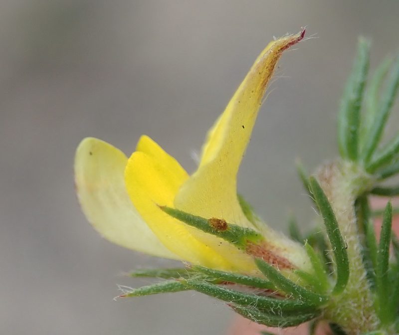 Aspalathus asparagoides, photographed by Nicola van Berkel
