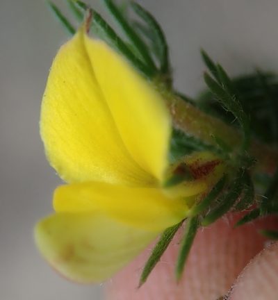 Aspalathus asparagoides, photographed by Nicola van Berkel