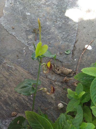 Aristolochia sempervirens, photographed by Sarah Faulwetter