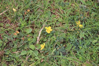 Chamaecrista comosa, photographed by Tony Rebelo
