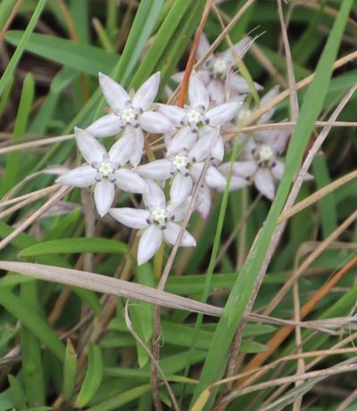 Asclepias brevicuspis, photographed by Tony Rebelo
