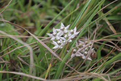 Asclepias brevicuspis, photographed by Tony Rebelo