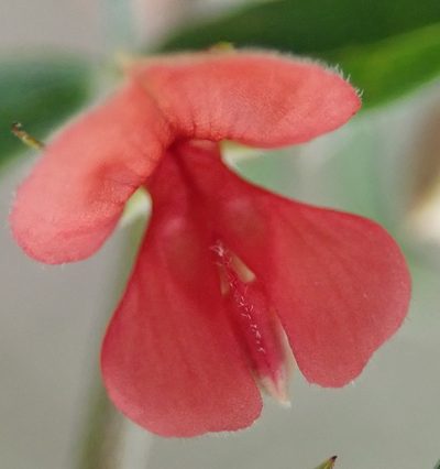 Indigofera poliotes, photographed by Nicola van Berkel