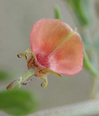 Indigofera poliotes, photographed by Nicola van Berkel