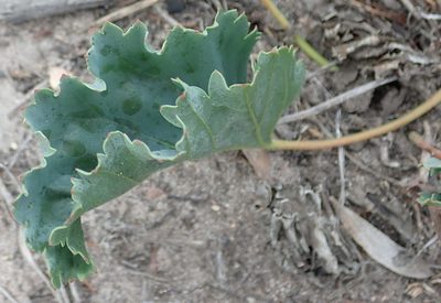 Pelargonium pulverulentum, photographed by Nicola van Berkel