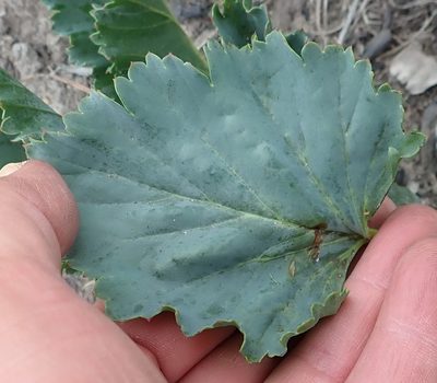 Pelargonium pulverulentum, photographed by Nicola van Berkel