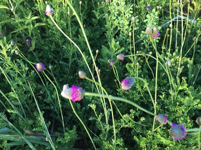 Dalea emarginata, photographed by Patricia Pennington