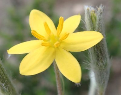 Hypoxis angustifolia, photographed by Nicola van Berkel