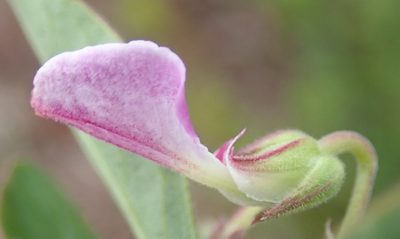 Hybanthus capensis, photographed by Nicola van Berkel