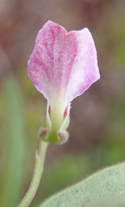 Hybanthus capensis, photographed by Nicola van Berkel