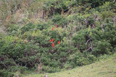 Erythrina humeana, photographed by Tony Rebelo