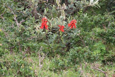 Erythrina humeana, photographed by Tony Rebelo