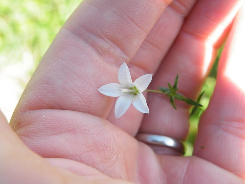 Wahlenbergia stellarioides, photographed by Antoinette Eyssell Knox