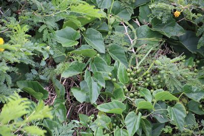 Cissus fragilis, photographed by Tony Rebelo